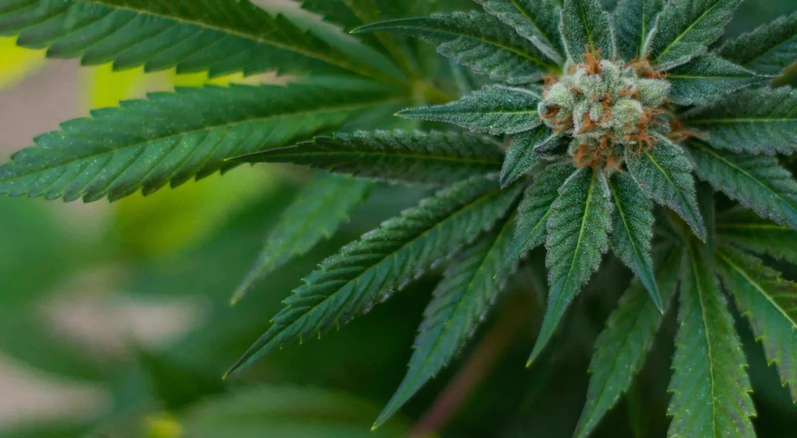 A flowering cannabis plant, one dense bud among broad fan leaves
