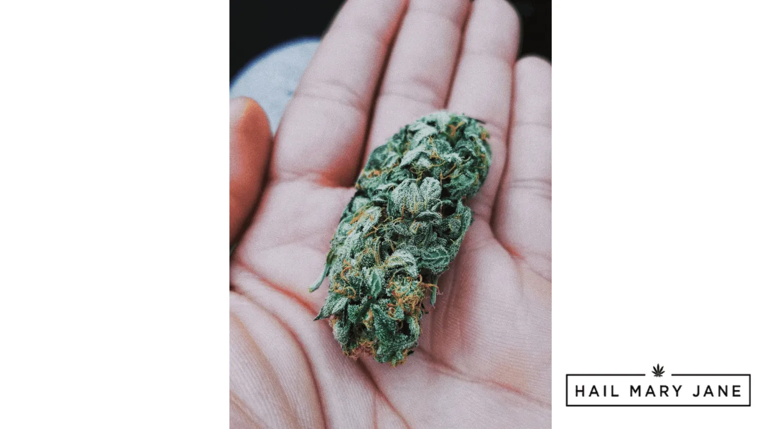 A frosted green cannabis bud with orange pistils resting in an open palm